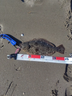 ヒラメの釣果