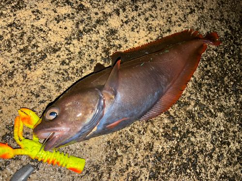 エゾイソアイナメの釣果