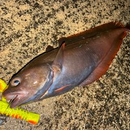 エゾイソアイナメ