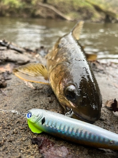 アメマスの釣果