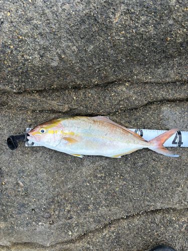 ショゴの釣果