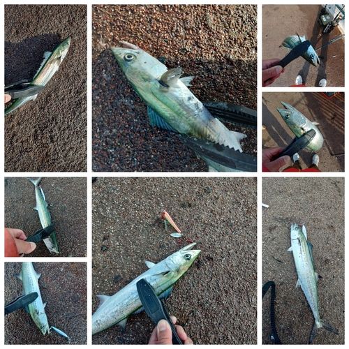 サゴシの釣果