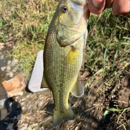 ラージマウスバス