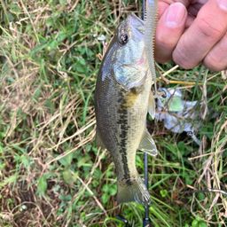 ラージマウスバス