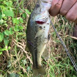 ラージマウスバス