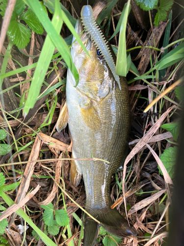 ラージマウスバスの釣果