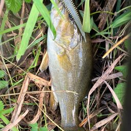 ラージマウスバス