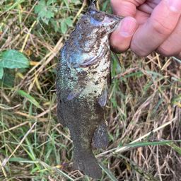 ラージマウスバス