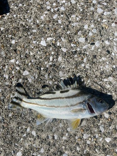 コトヒキの釣果