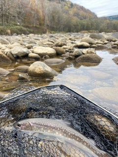 アメマスの釣果