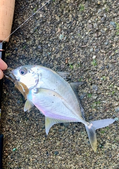 ロウニンアジの釣果