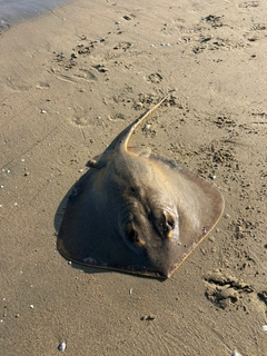 アカエイの釣果