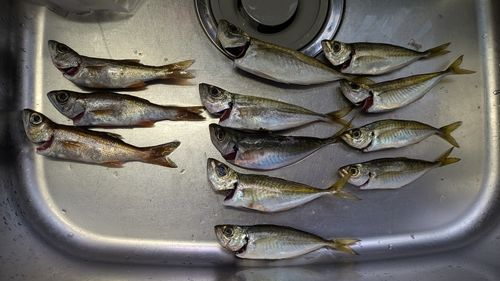 勝浦湾