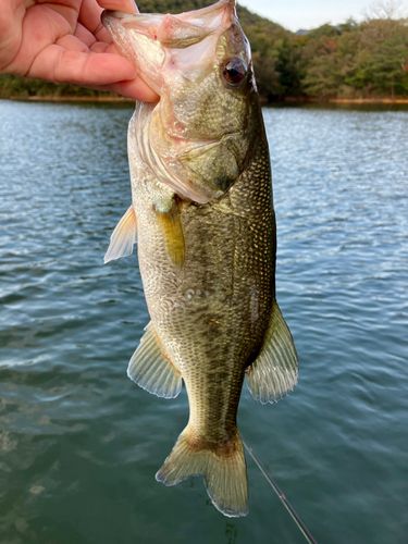 ラージマウスバスの釣果
