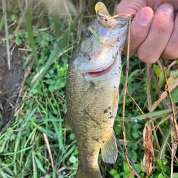 ラージマウスバス