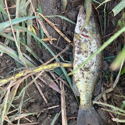 ラージマウスバス