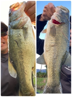 ブラックバスの釣果