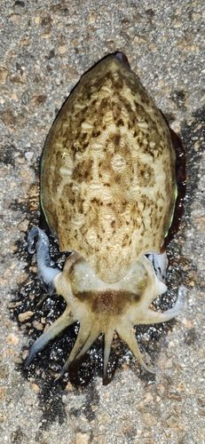 モンゴウイカの釣果