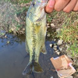 ラージマウスバス