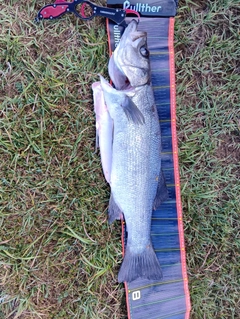 ヒラスズキの釣果