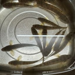 ハゼ