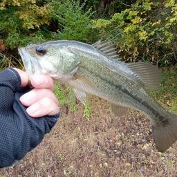 ラージマウスバス