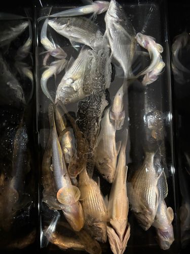 ハゼの釣果