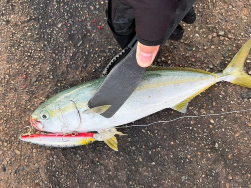 コゾクラの釣果