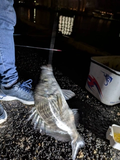 チヌの釣果