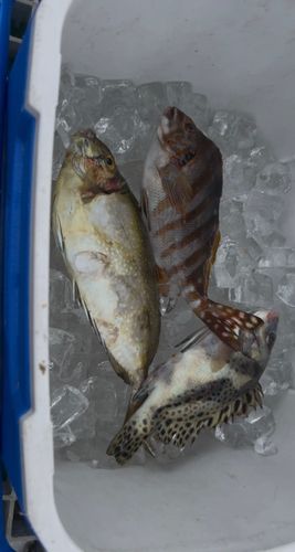 コショウダイの釣果