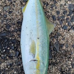 ツバス