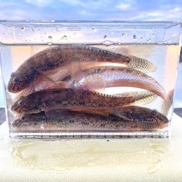マハゼ