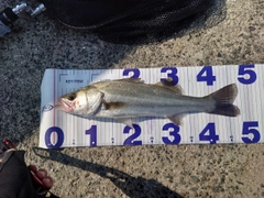 シーバスの釣果