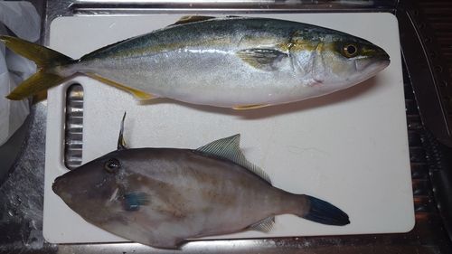 ハマチの釣果