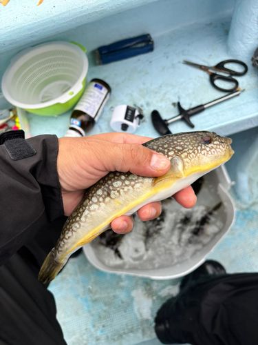 ショウサイフグの釣果