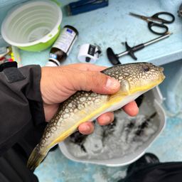 ショウサイフグ