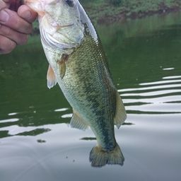 ラージマウスバス