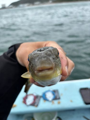 ショウサイフグの釣果