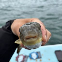 ショウサイフグ