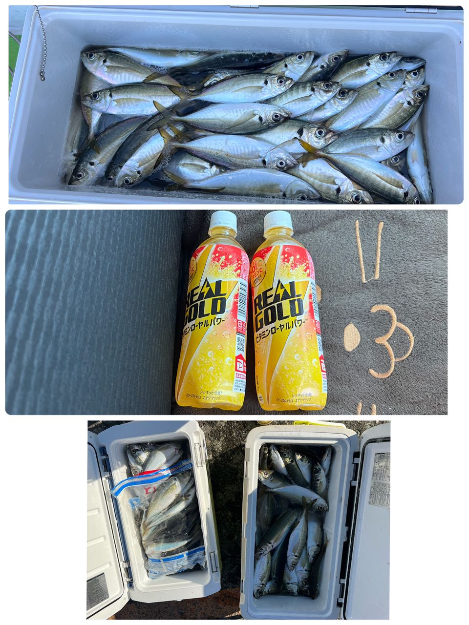 政信丸さんの釣果 3枚目の画像