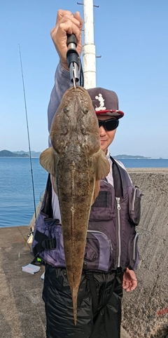 マゴチの釣果