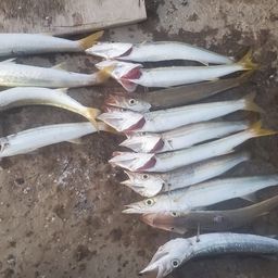 カマス