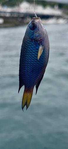 ソラスズメダイの釣果