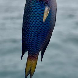 ソラスズメダイ