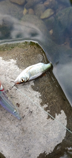 オイカワの釣果