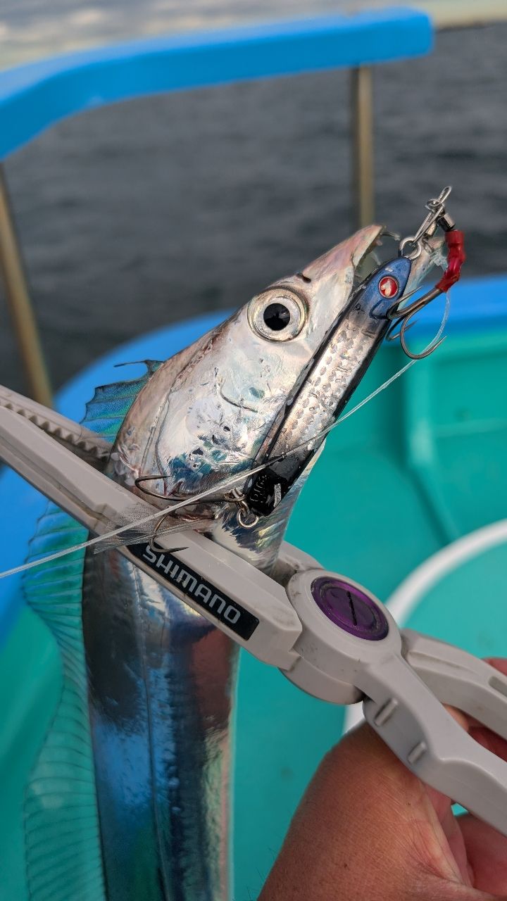 おざくんさんの釣果 1枚目の画像