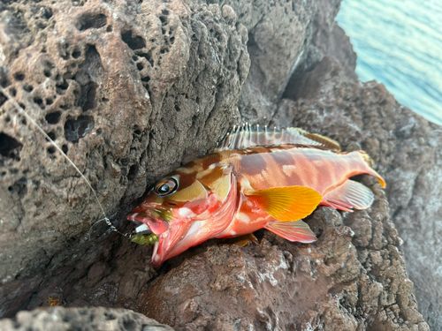 アカハタの釣果
