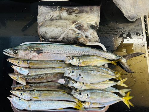 サゴシの釣果