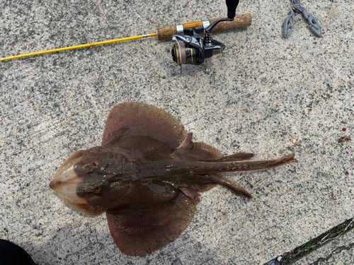 コモンカスベの釣果