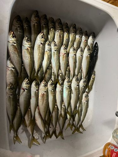 マアジの釣果